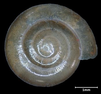 Media type: image;   Malacology 32551 Aspect: apical